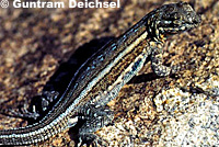 Western Side-blotched Lizard