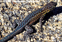 Western Side-blotched Lizard