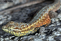 Western Side-blotched Lizard