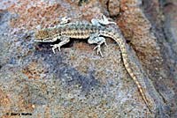 Nevada Side-blotched Lizard