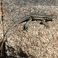 Western Side-blotched Lizard