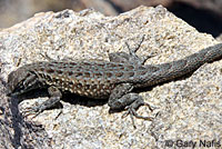 Western Side-blotched Lizard