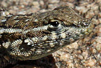 Western Side-blotched Lizard