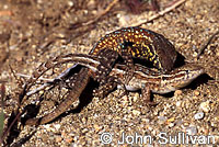 Western Side-blotched Lizards