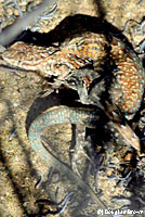 Western Side-blotched Lizards