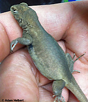 Western Side-blotched Lizard