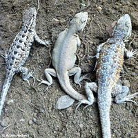 Western Side-blotched Lizard