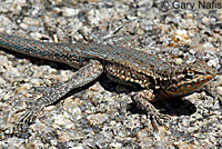 Western Side-blotched Lizard