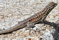 Western Side-blotched Lizard