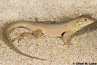 Western Side-blotched Lizard