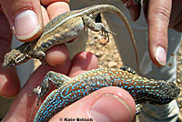 Western Side-blotched Lizards