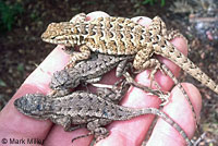 Western Side-blotched Lizard