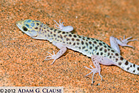 Sandstone Night Lizard