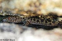 Granite Night Lizard