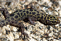 Granite Night Lizard