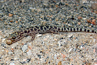 Granite Night Lizard