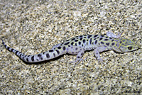 Granite Night Lizard