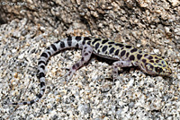 Granite Night Lizard