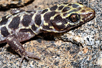 Granite Night Lizard