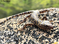 Granite Night Lizard