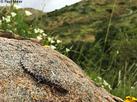 Granite Night Lizard