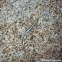 Granite Night Lizard