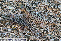 Granite Night Lizards