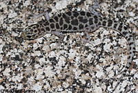 Granite Night Lizard