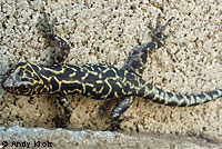 Granite Night Lizard