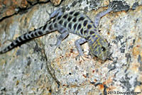 Granite Night Lizard