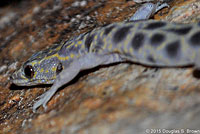 Granite Night Lizard