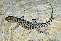 Granite Night Lizard