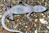 Granite Night Lizard