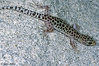 Sandstone Night Lizard