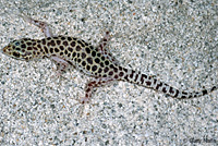 Sandstone Night Lizard