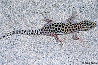 Sandstone Night Lizard