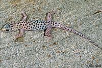 Sandstone Night Lizard