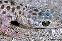 Sandstone Night Lizard