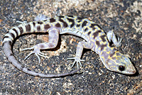 Granite Night Lizard