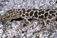 Granite Night Lizard