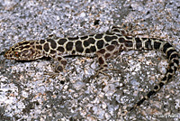 Granite Night Lizard