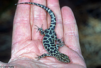 Granite Night Lizard