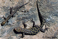 Granite Night Lizard