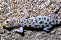 Granite Night Lizard