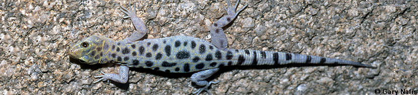 Granite Night Lizard