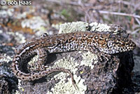 San Clemente Night Lizard