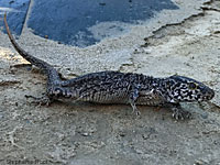 San Nicolas Night Lizard