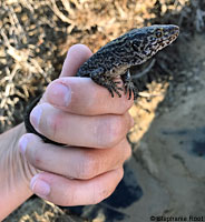 San Nicolas Night Lizard