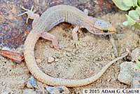 Desert Night Lizards