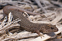 Desert Night Lizard